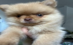 Pomeranian dogs for sale: 2 stunning boy Pomeranian pups ready in 1 week  - Image 5