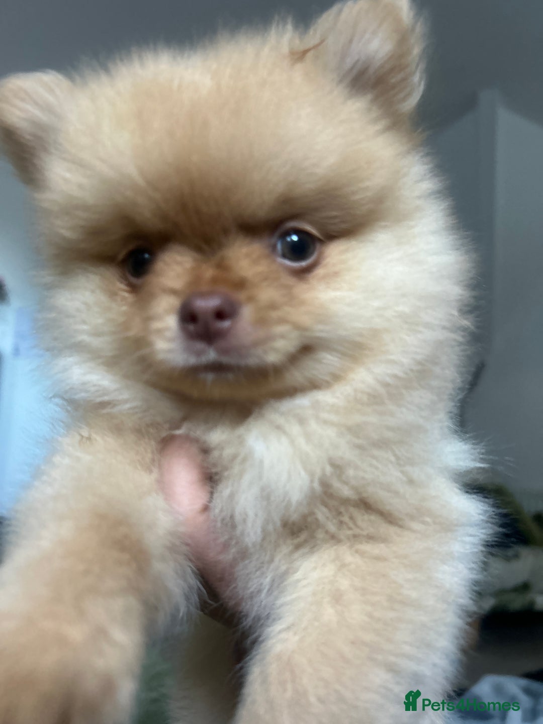 Pomeranian dogs for sale: 2 stunning boy Pomeranian pups ready in 1 week  - Image 5