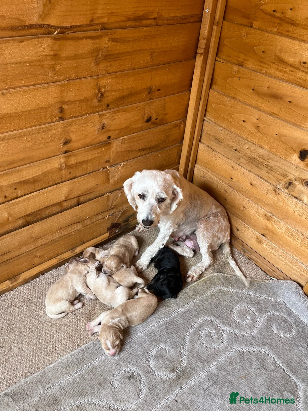 Cavapoo dogs for sale: Beautiful Cavapoo puppies  - Advert 7