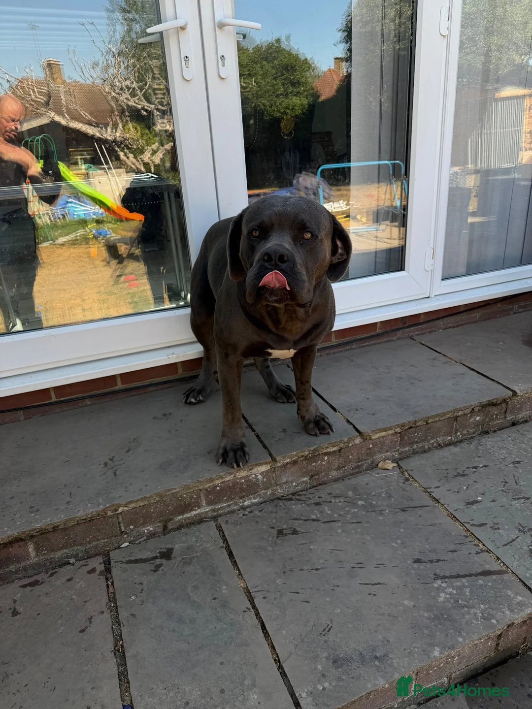 Boerboel dogs for sale: 2 year old Boer boel bull mastiff  in Gravesend - Advert 2