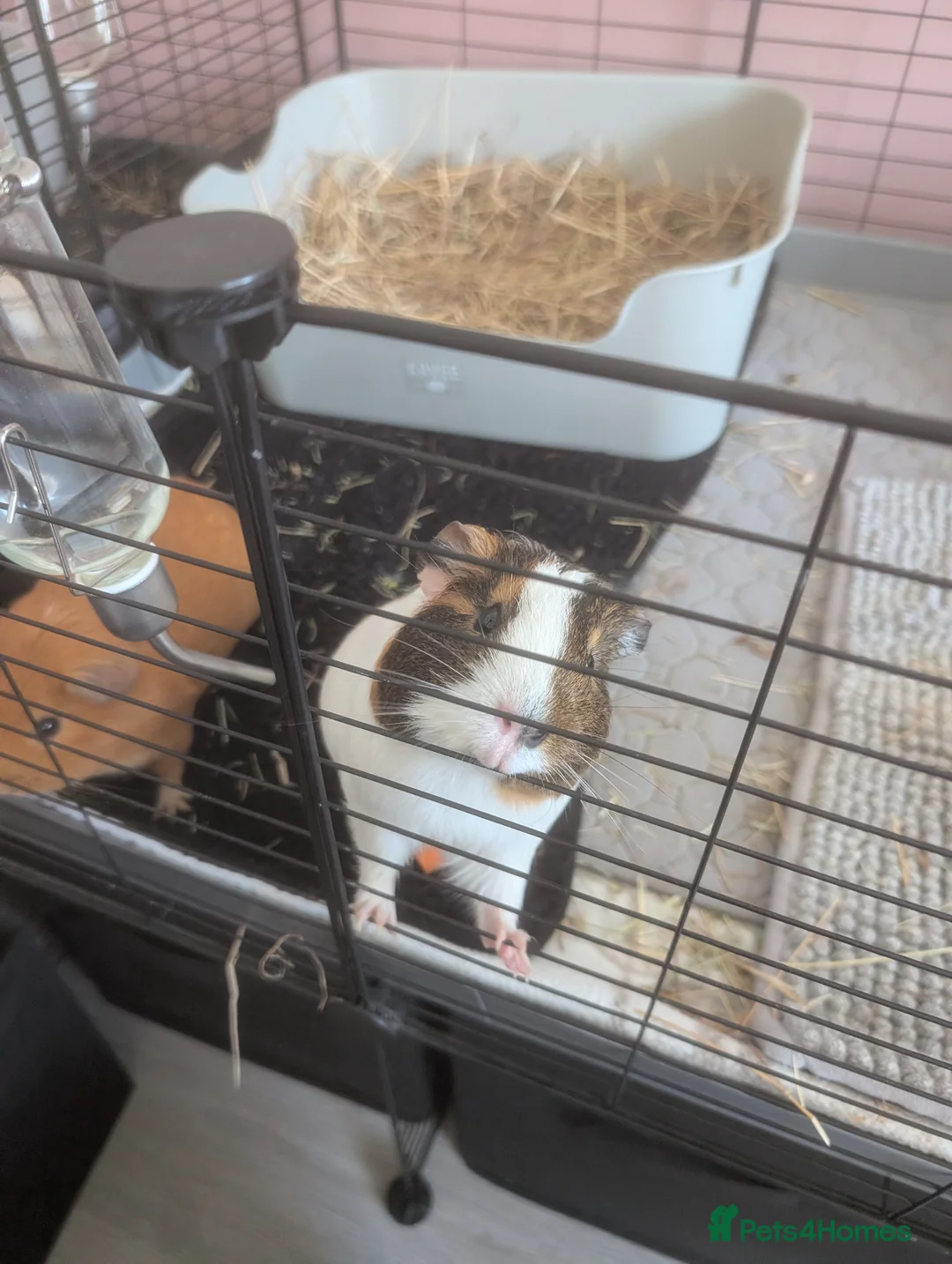 Guinea Pig rodents for sale: 4 male guinea pigs  - Advert 9