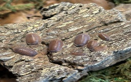 Mixed Breed invertebrates for sale: Isopods, Millipedes & Springtails - Image 1