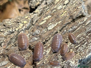 Mixed Breed invertebrates - Advert 3