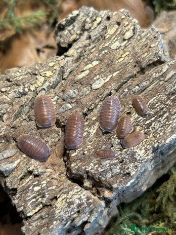 Mixed Breed invertebrates Isopods, Millipedes & Springtails - Advert 2