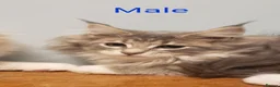 Maine Coon cats for sale: Pure Maine Coon Kittens Registered  - Advert 9