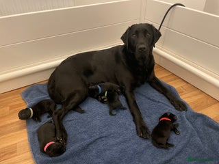 Labrador Retriever dogs Beautiful KC registered Black lab puppies - Advert 3