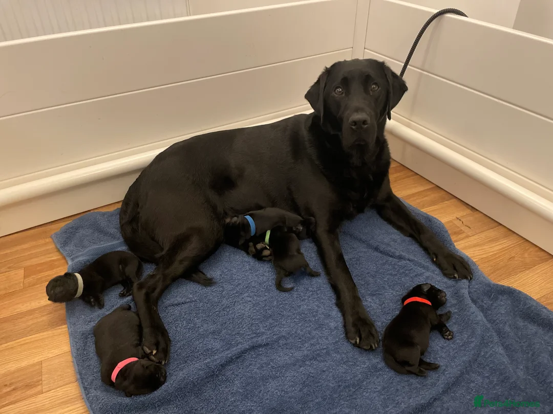 Labrador Retriever dogs for sale: Beautiful KC registered Black lab puppy - last boy - Advert 2