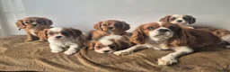 Cavalier King Charles Spaniel dogs for sale: 2 boys left ready to go now ❤️ - Advert 16