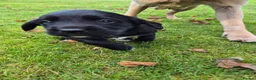 Springador dogs for sale: Springerdor puppies for sale - Advert 7