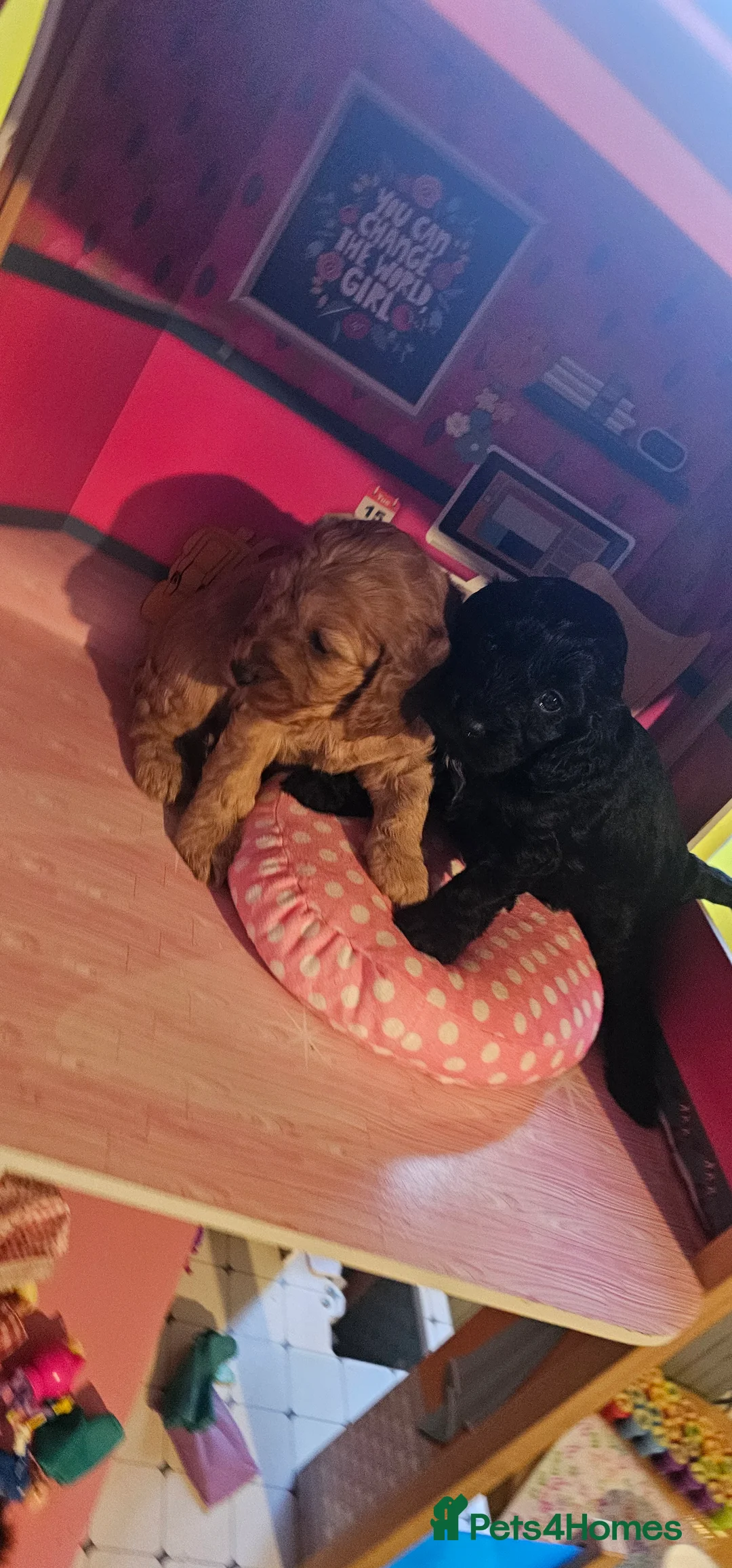 Cockapoo dogs for sale: Cockapoo puppies £650 - Advert 8