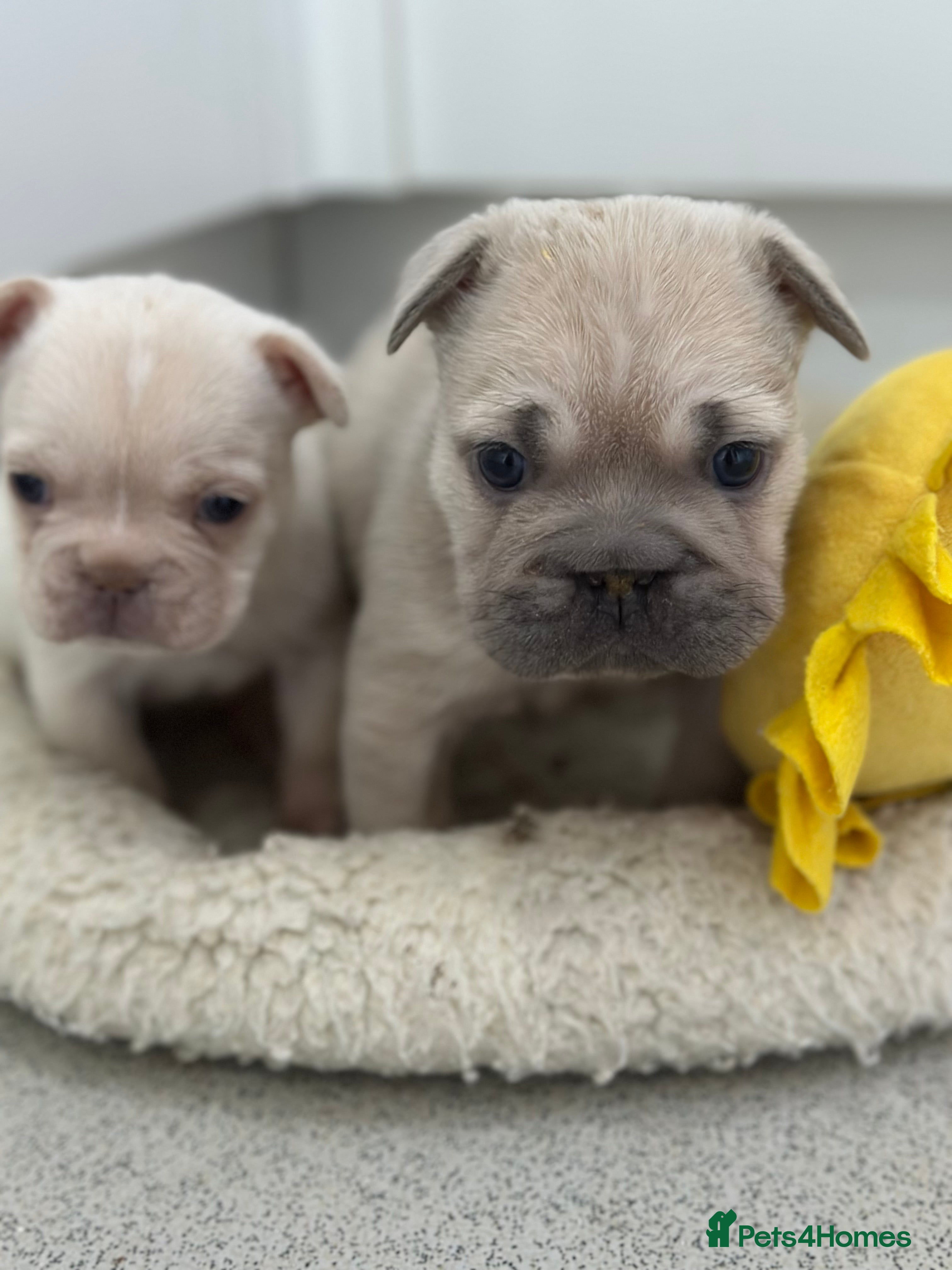 French Bulldog dogs French bulldog puppies  - Advert 16