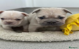 French Bulldog dogs for sale: French bulldog puppies  - Advert 2
