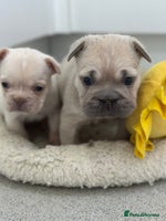 French Bulldog dogs French bulldog puppies - Advert 11