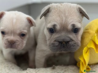 French Bulldog dogs French bulldog puppies - Advert 5