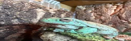 Frog reptiles for sale: Whites tree frog, female  - Advert 2