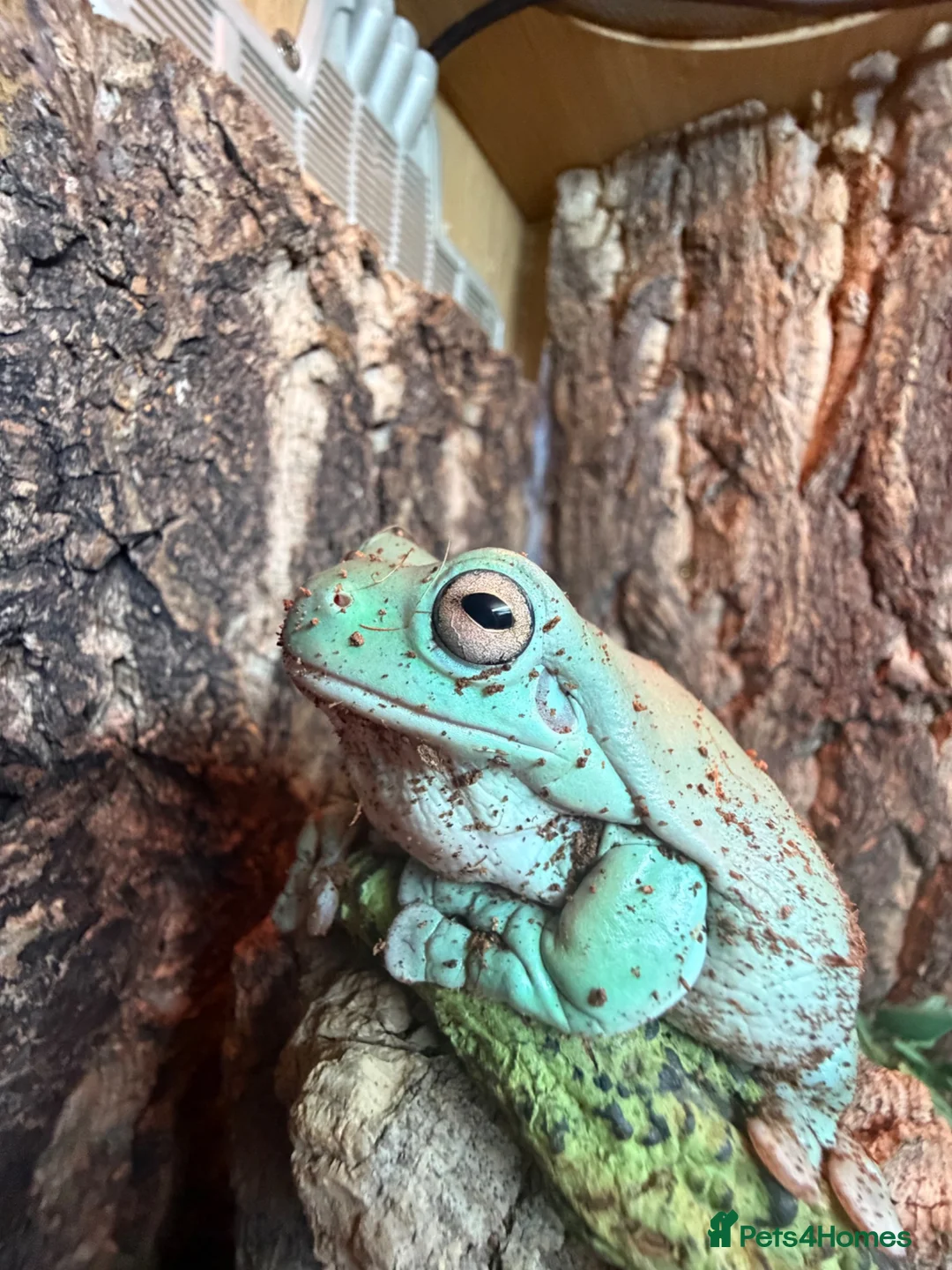 Frog reptiles for sale: Whites tree frog, female  - Advert 2