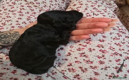 Cockapoo dogs for sale: Stunning American Cockapoos  - Image 16