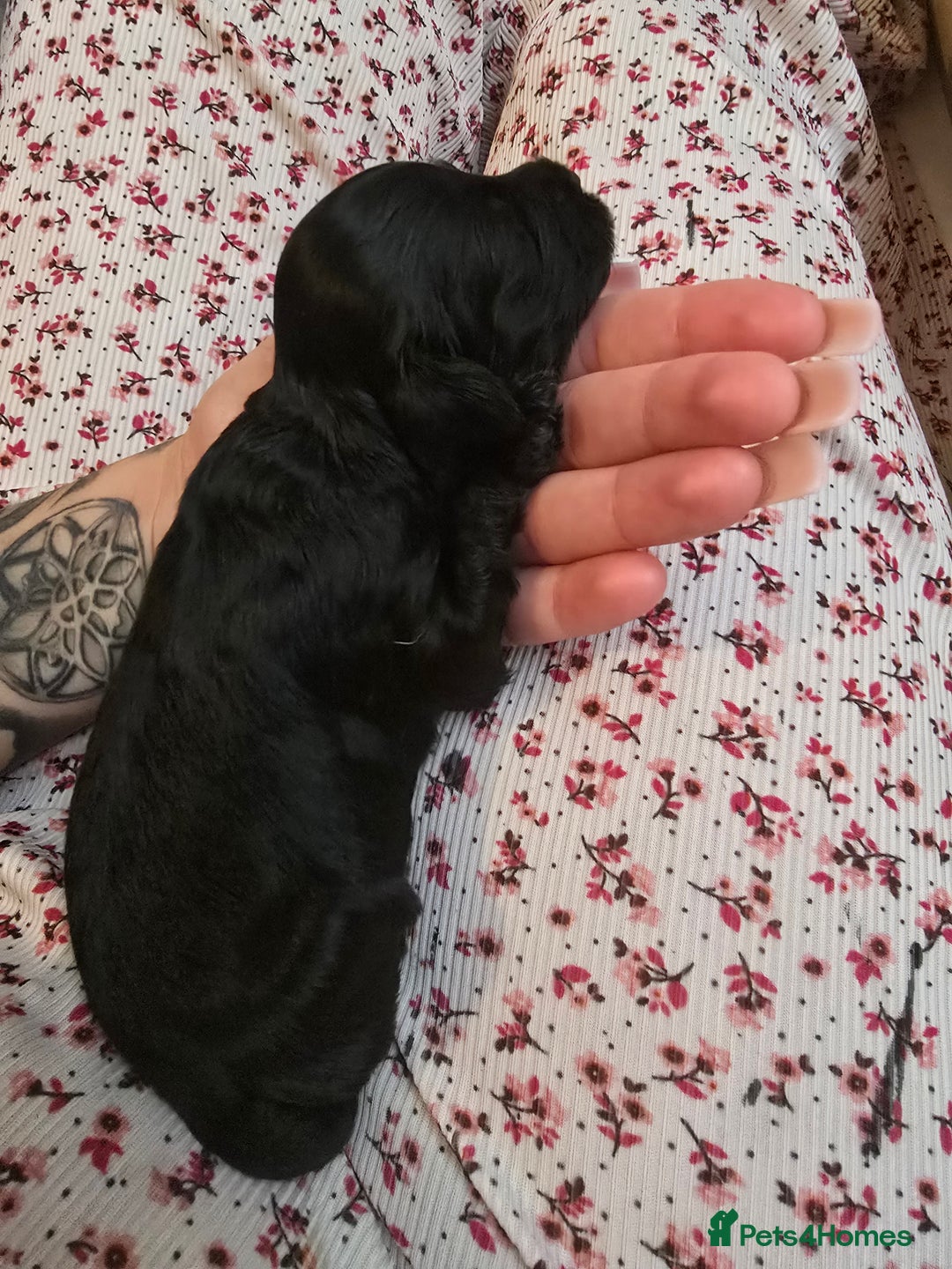 Cockapoo dogs for sale: Stunning American Cockapoos  - Image 16