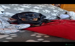 Dachshund dogs for sale: Beautiful Dachshund Puppies - Advert 20