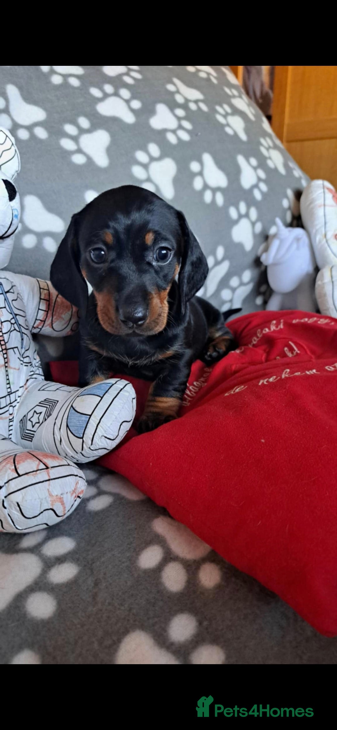 Dachshund dogs for sale: Beautiful Dachshund Puppies - Advert 20