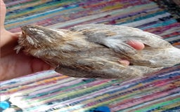 Quail poultry for sale: Laying Coturnix Quail – Confirmed Hens - Image 15