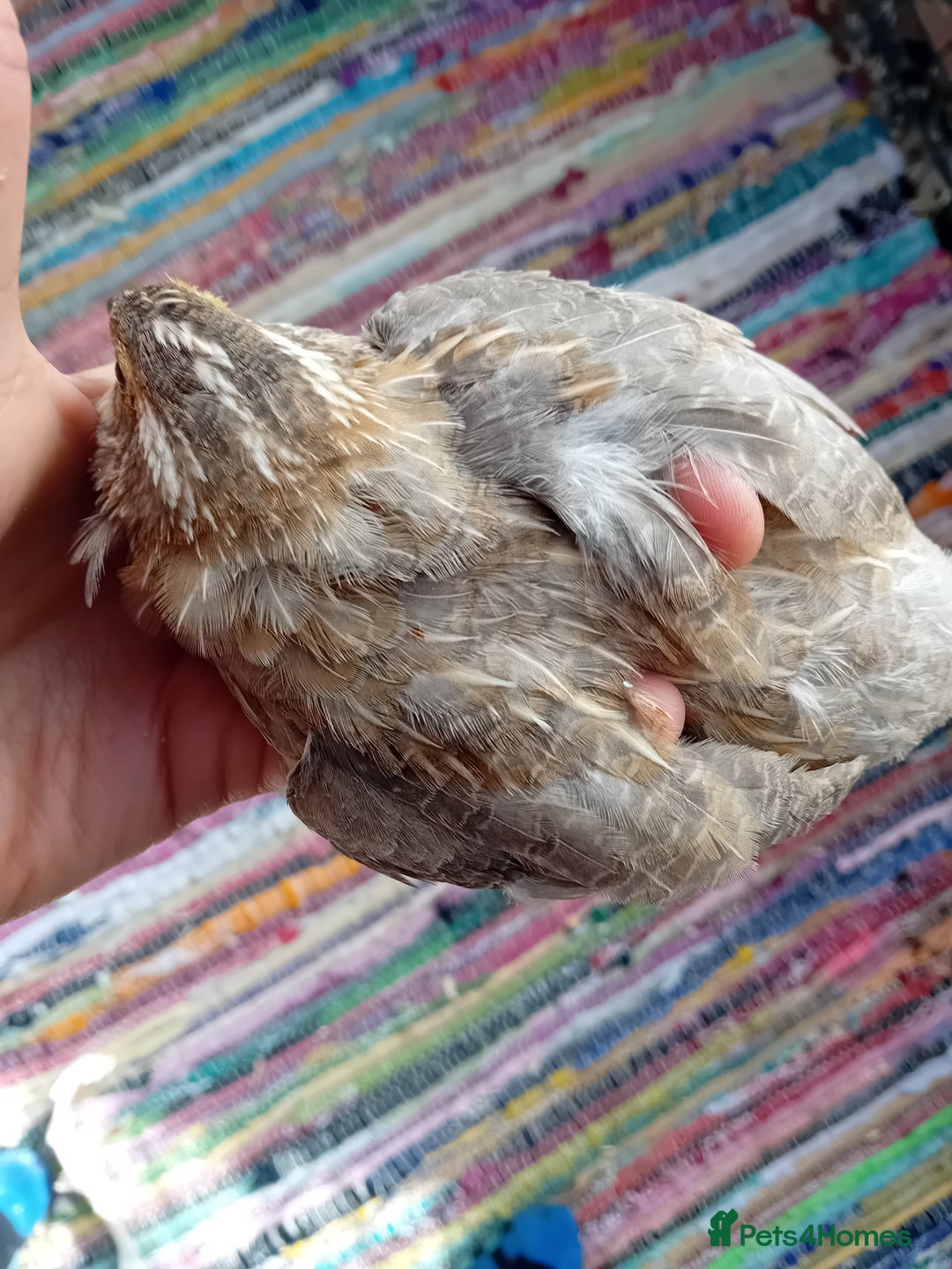 Quail poultry for sale: Laying Coturnix Quail – Confirmed Hens - Image 15
