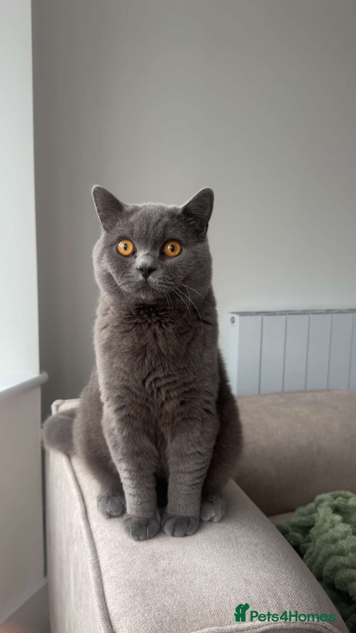 British Shorthair cats British shorthair STUD - Advert 13