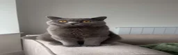 British Shorthair cats for stud: British shorthair STUD - Advert 5