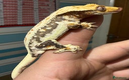 Gecko reptiles for sale: Lilywhite Crested Geckos  - Image 6