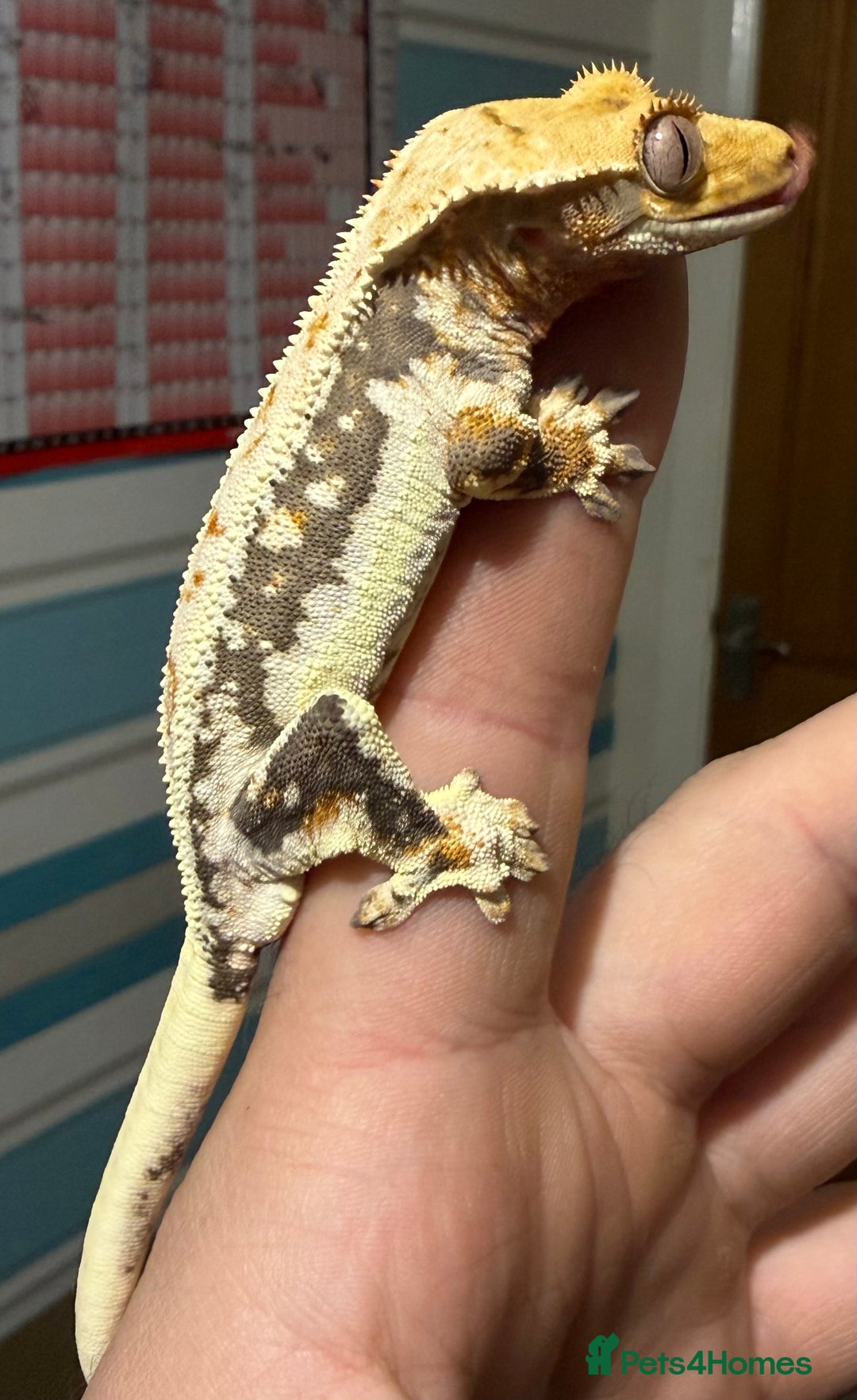 Gecko reptiles for sale: Lilywhite Crested Geckos  - Image 6