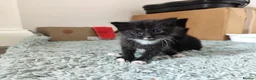 Mixed Breed cats for sale: Playful and Adorable Kittens for their new Homes!! in Hounslow - Advert 2