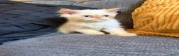Persian cats for sale: Lovely Persian kittens 1 girl 3 boys  in Telford - Advert 16