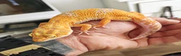 Leopard Gecko reptiles for sale: Tremper Albino Tang Leopard geckos for sale  - Advert 2