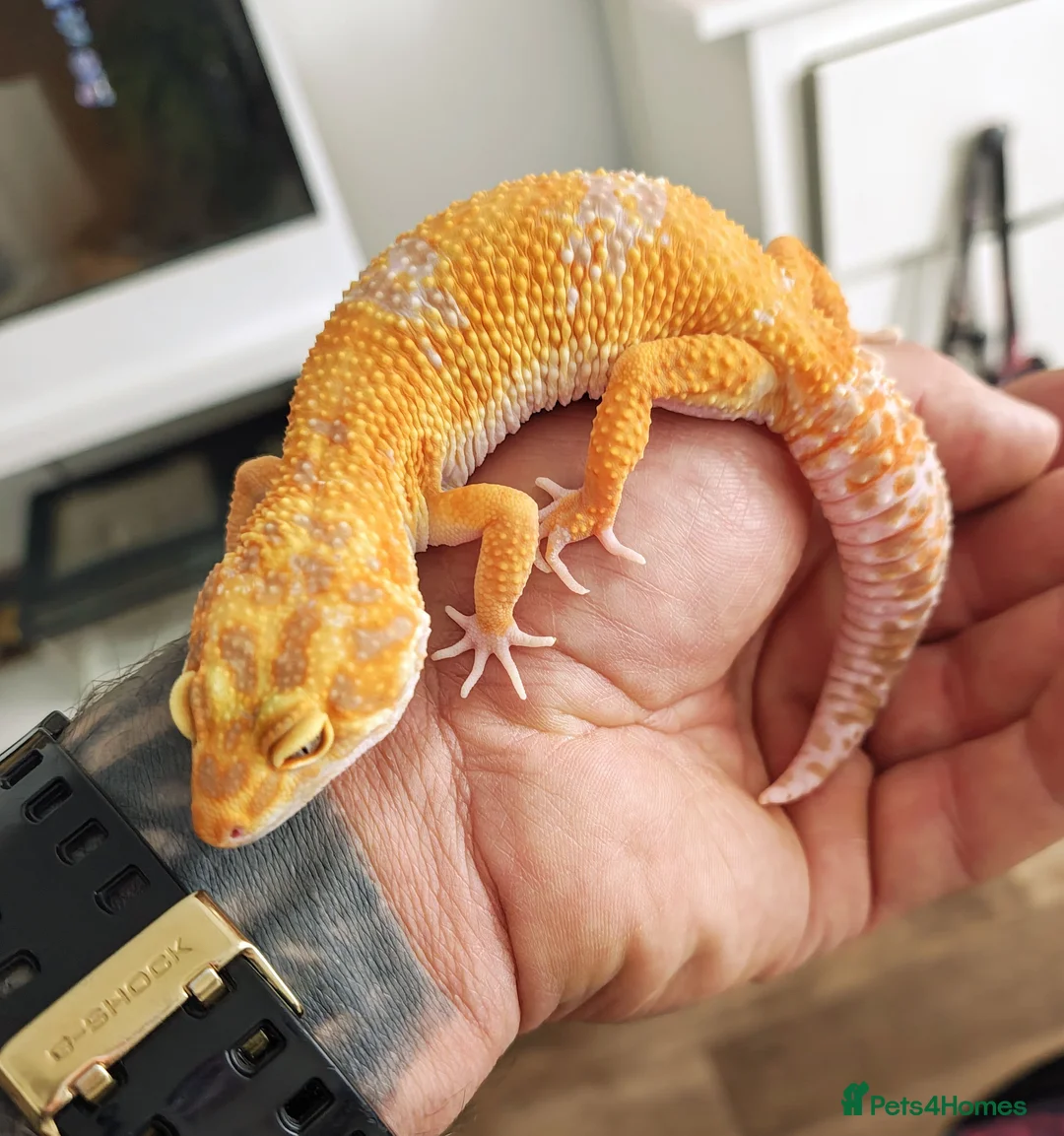 Leopard Gecko reptiles for sale: Tremper Albino Tang Leopard geckos for sale  - Advert 2