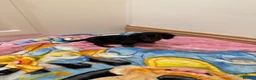Miniature Dachshund dogs for sale: Miniature Dachshund  - Advert 15