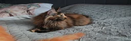 Maine Coon cats for sale: Maine coon kittens 🧡 - Advert 8