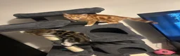 Mixed Breed cats for sale: Beautiful Bengal × Domestic shorthair Kittens 🐾 - Advert 10