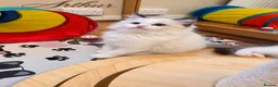 Ragdoll cats for sale: 🏆🎖 Premium GCCF Ragdoll Kittens Grand bloodlines - Advert 6