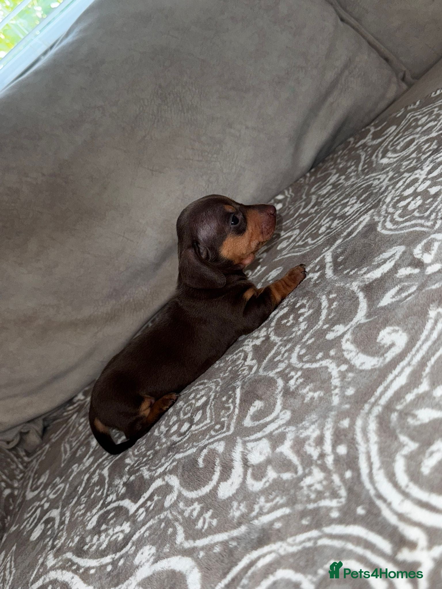 Miniature Dachshund dogs Miniature Dachshund puppy’s  - Advert 15