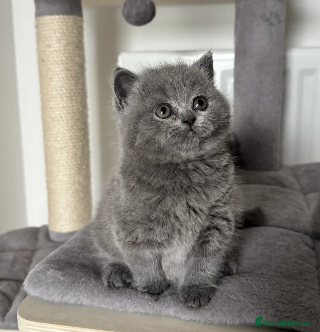 British Shorthair cats for sale: British Shorthair Kittens  - Advert 12