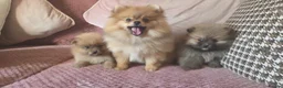 Pomeranian dogs for sale: TINY POM PUPPIES EXTENSIVELY HEALTH CHECKED in Manchester - Advert 8