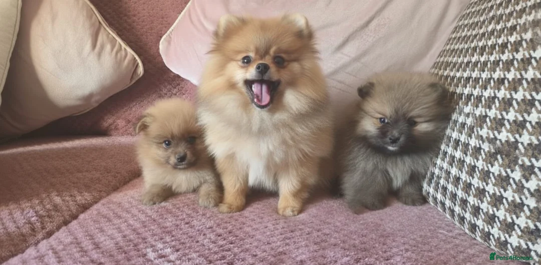 Pomeranian dogs for sale: TINY POM PUPPIES EXTENSIVELY HEALTH CHECKED in Manchester - Advert 8