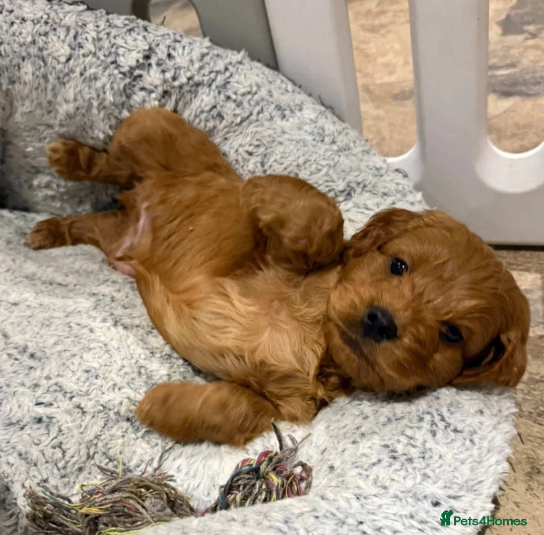 Cocker Spaniel dogs for sale: Cocker Spaniel Puppies - Advert 7