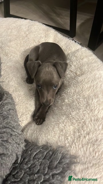 Whippet dogs Stunning Solid Blue KC Registered Whippets! - Advert 2