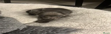 Whippet 3