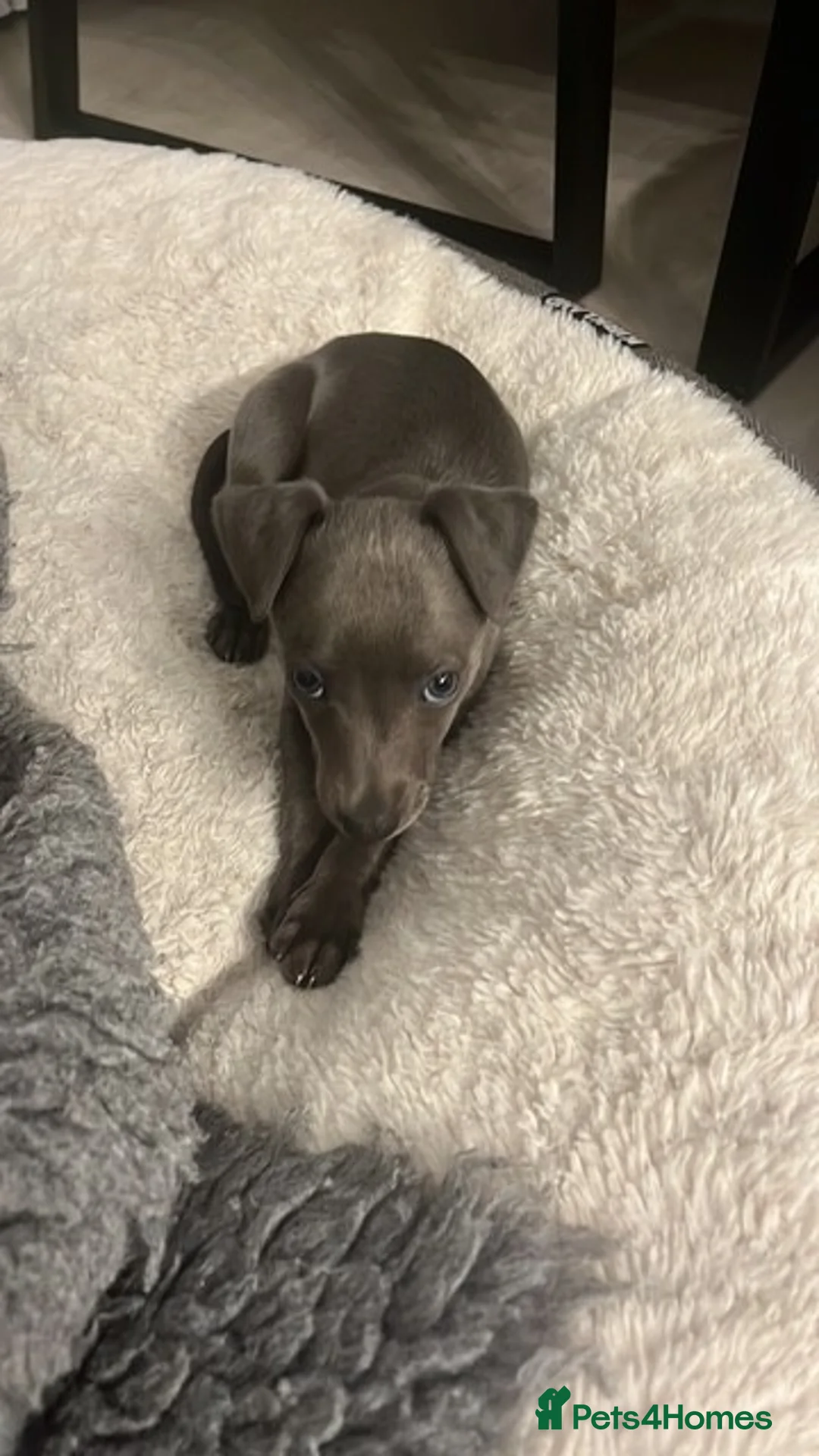 Whippet dogs for sale: Stunning Solid Blue KC Registered Whippets! - Advert 2