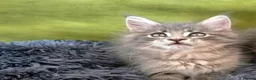 Maine Coon cats for sale: Maine coon kitten  - Advert 27