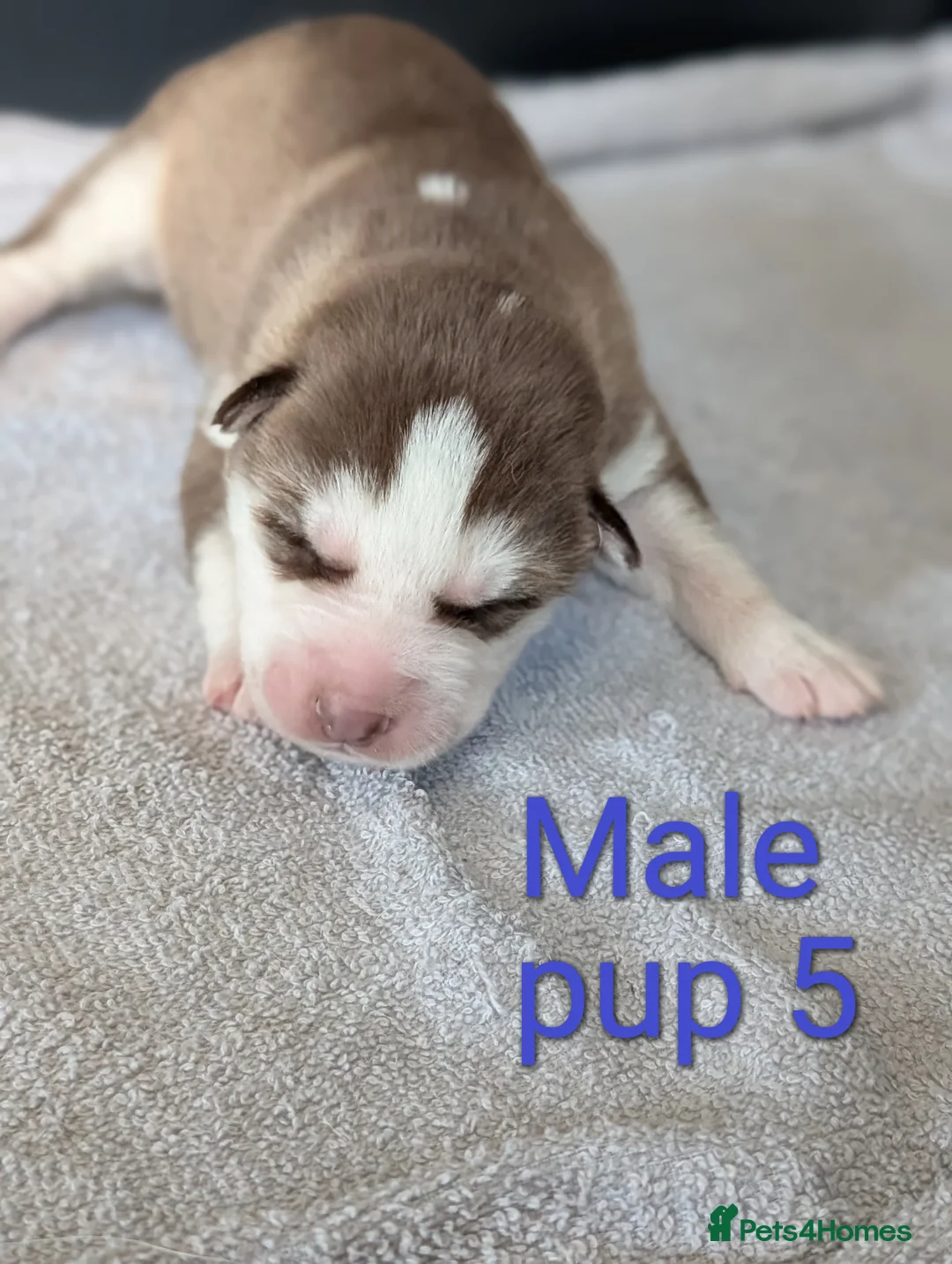 Siberian Husky dogs for sale: Beautiful Siberian Husky (all with Blue eyes) - Advert 30