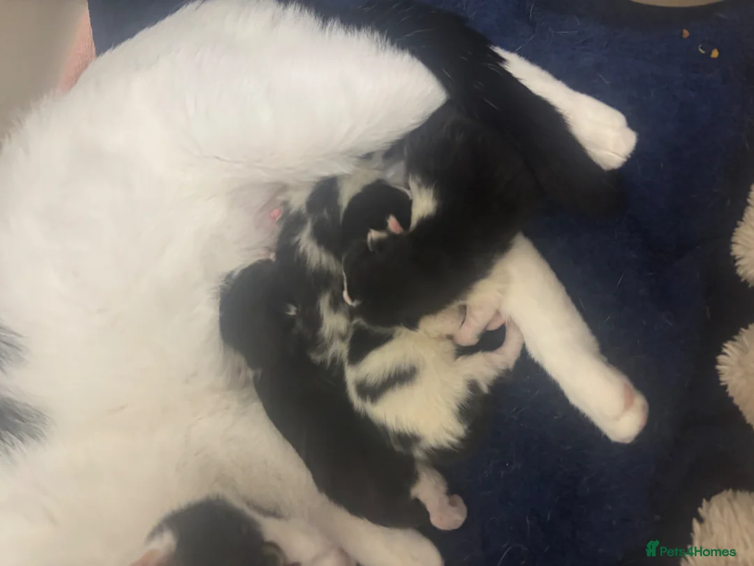 Mixed Breed cats for sale: Black & White Kittens  in Chichester - Advert 3