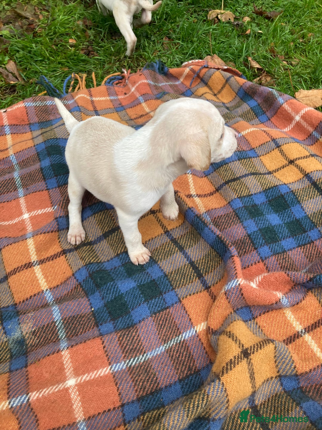 Beagle dogs for sale: Pure bred beagle puppies  - Image 4